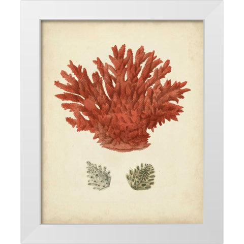 Antique Red Coral III White Modern Wood Framed Art Print by Vision Studio