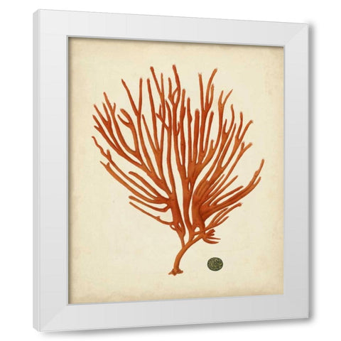Antique Red Coral IV White Modern Wood Framed Art Print by Vision Studio