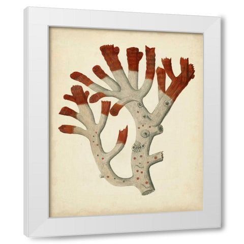 Antique Red Coral VI White Modern Wood Framed Art Print by Vision Studio