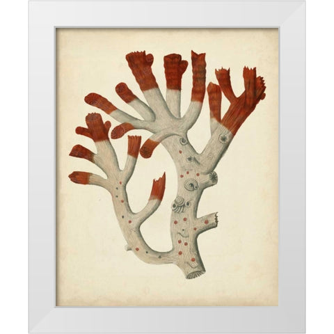 Antique Red Coral VI White Modern Wood Framed Art Print by Vision Studio