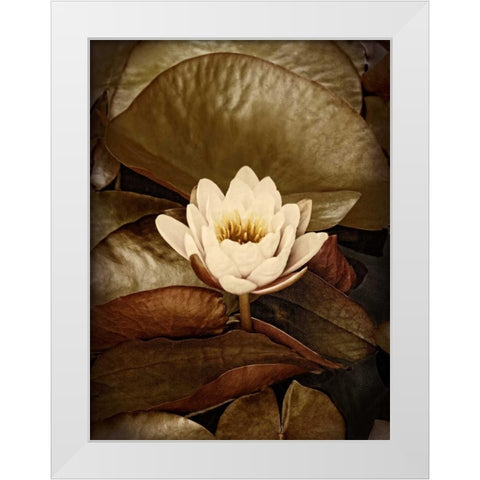 Lily Pad Single White Modern Wood Framed Art Print by Perry, Rachel