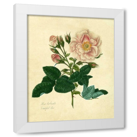 Frankfort Rose White Modern Wood Framed Art Print by Lawrence, Mary