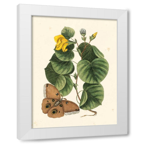 Catesby Butterfly and Botanical I White Modern Wood Framed Art Print by Catesby, Mark