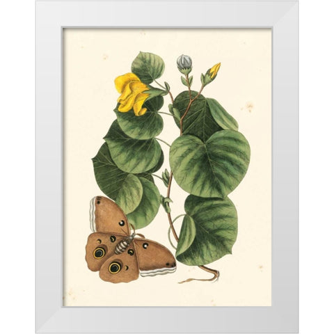 Catesby Butterfly and Botanical I White Modern Wood Framed Art Print by Catesby, Mark