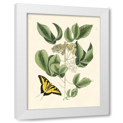 Non-Embellished Catesby Butterfly and Botanical II White Modern Wood Framed Art Print by Catesby, Mark