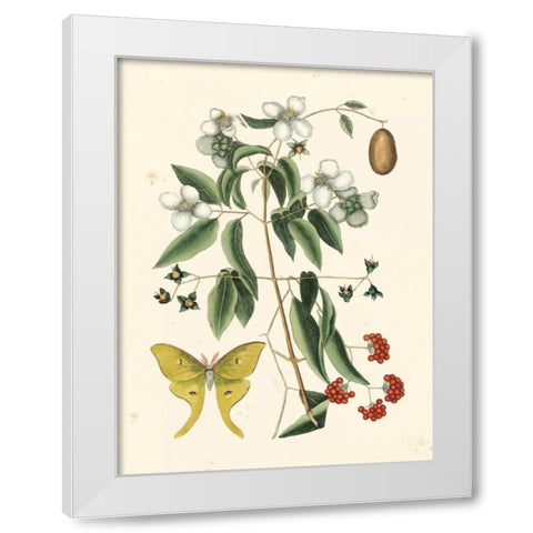 Catesby Butterfly and Botanical III White Modern Wood Framed Art Print by Catesby, Mark