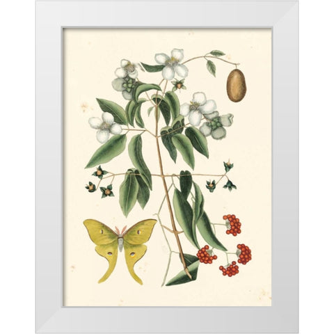 Catesby Butterfly and Botanical III White Modern Wood Framed Art Print by Catesby, Mark