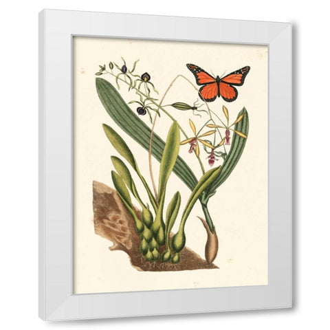 Catesby Butterfly and Botanical IV White Modern Wood Framed Art Print by Catesby, Mark