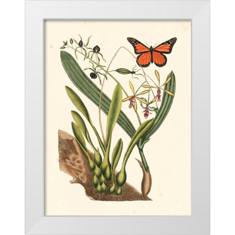 Catesby Butterfly and Botanical IV White Modern Wood Framed Art Print by Catesby, Mark