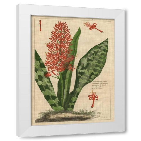 Botanical Study on Linen I White Modern Wood Framed Art Print by Vision Studio