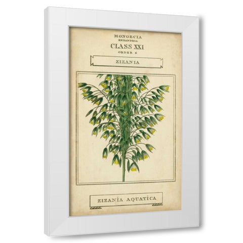 Linnaean Botany I White Modern Wood Framed Art Print by Vision Studio