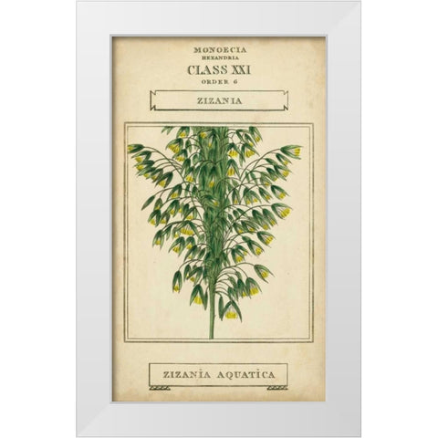 Linnaean Botany I White Modern Wood Framed Art Print by Vision Studio