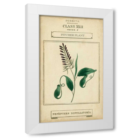 Linnaean Botany II White Modern Wood Framed Art Print by Vision Studio