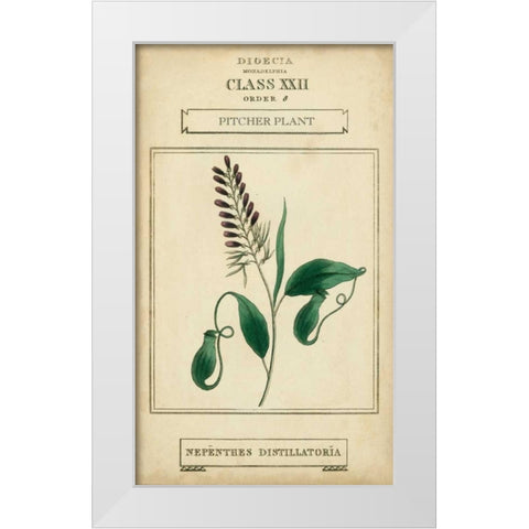 Linnaean Botany II White Modern Wood Framed Art Print by Vision Studio