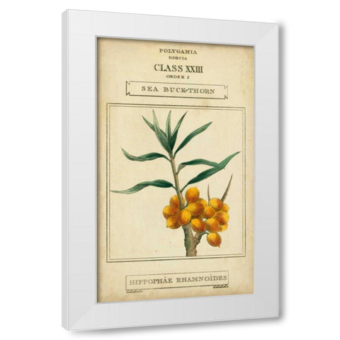 Linnaean Botany III White Modern Wood Framed Art Print by Vision Studio