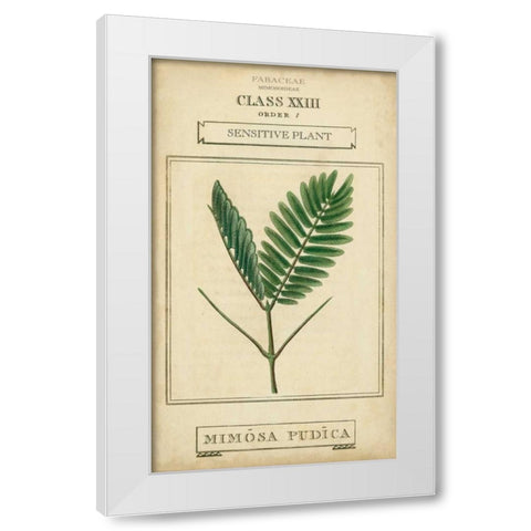 Linnaean Botany IV White Modern Wood Framed Art Print by Vision Studio