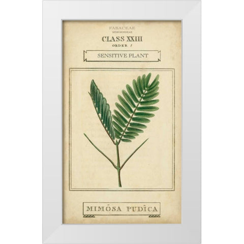 Linnaean Botany IV White Modern Wood Framed Art Print by Vision Studio