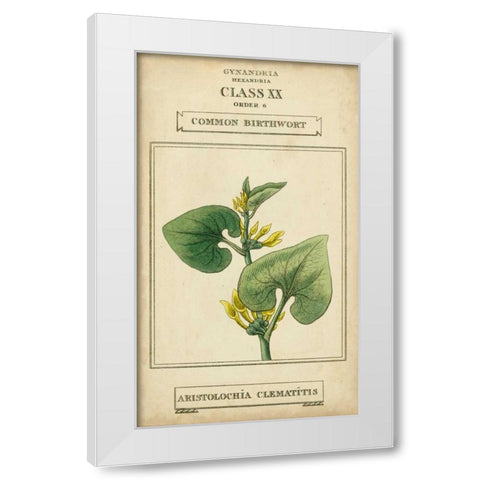 Linnaean Botany V White Modern Wood Framed Art Print by Vision Studio