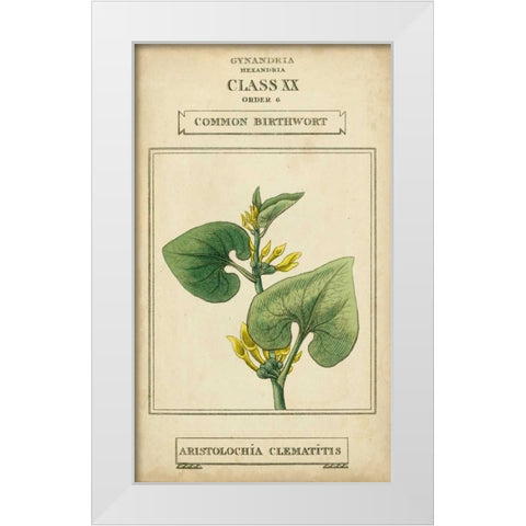 Linnaean Botany V White Modern Wood Framed Art Print by Vision Studio