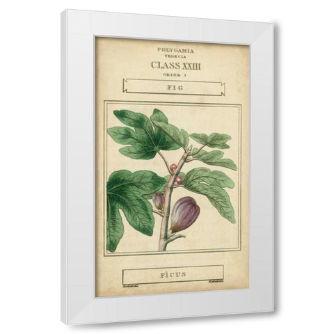 Linnaean Botany VI White Modern Wood Framed Art Print by Vision Studio