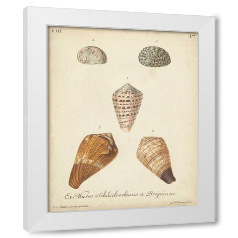 Antique Knorr Shells I White Modern Wood Framed Art Print by Knorr