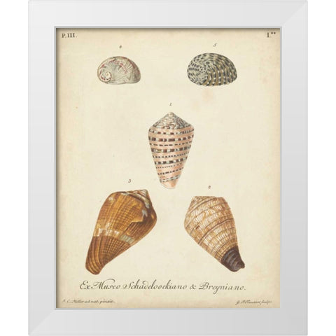 Antique Knorr Shells I White Modern Wood Framed Art Print by Knorr