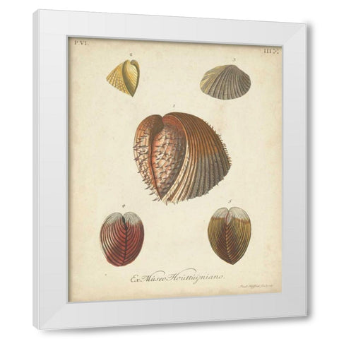 Antique Knorr Shells II White Modern Wood Framed Art Print by Knorr