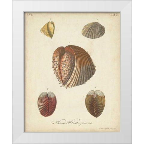 Antique Knorr Shells II White Modern Wood Framed Art Print by Knorr