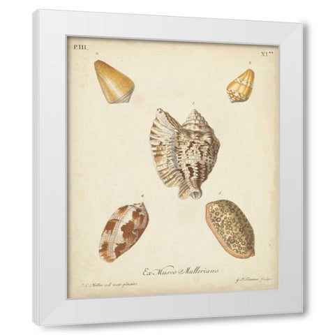 Antique Knorr Shells III White Modern Wood Framed Art Print by Knorr