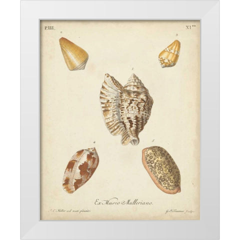 Antique Knorr Shells III White Modern Wood Framed Art Print by Knorr