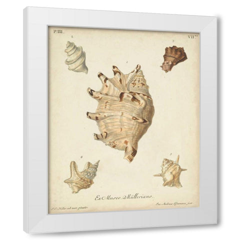 Antique Knorr Shells IV White Modern Wood Framed Art Print by Knorr
