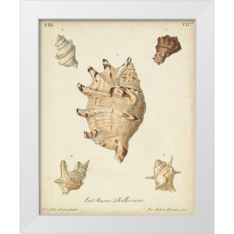 Antique Knorr Shells IV White Modern Wood Framed Art Print by Knorr