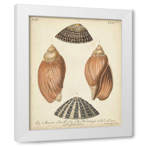 Antique Knorr Shells V White Modern Wood Framed Art Print by Knorr