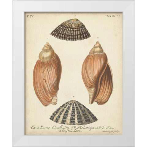 Antique Knorr Shells V White Modern Wood Framed Art Print by Knorr