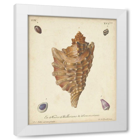 Antique Knorr Shells VI White Modern Wood Framed Art Print by Knorr