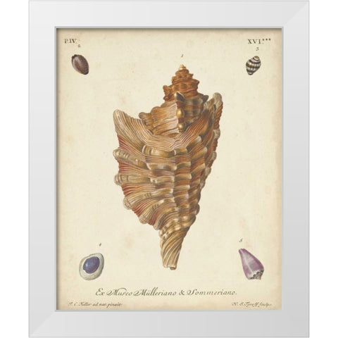 Antique Knorr Shells VI White Modern Wood Framed Art Print by Knorr