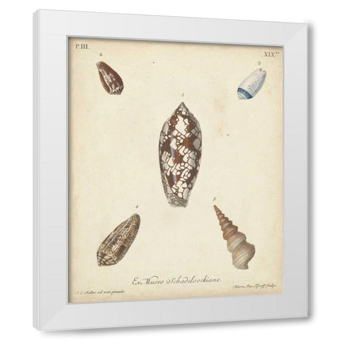 Antique Knorr Shells VII White Modern Wood Framed Art Print by Knorr