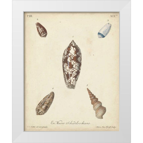 Antique Knorr Shells VII White Modern Wood Framed Art Print by Knorr