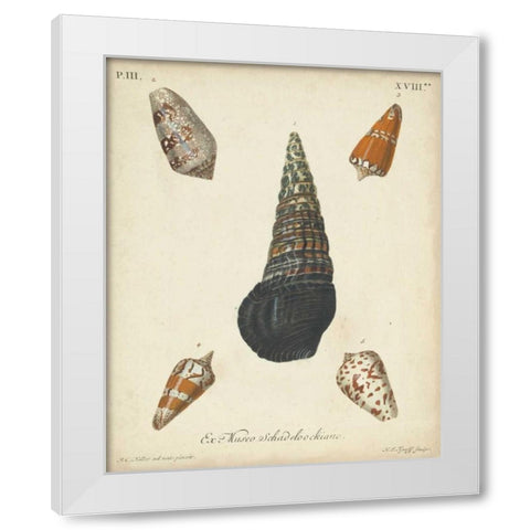 Antique Knorr Shells VIII White Modern Wood Framed Art Print by Knorr