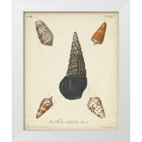 Antique Knorr Shells VIII White Modern Wood Framed Art Print by Knorr