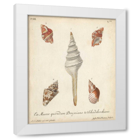Antique Knorr Shells IX White Modern Wood Framed Art Print by Knorr