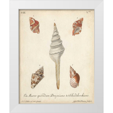Antique Knorr Shells IX White Modern Wood Framed Art Print by Knorr