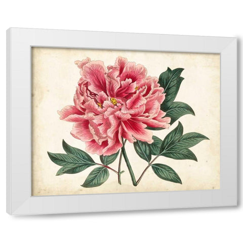 Peony Garden I White Modern Wood Framed Art Print by Curtis