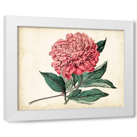 Peony Garden II White Modern Wood Framed Art Print by Curtis