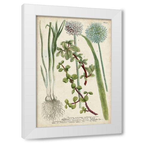 Allium White Modern Wood Framed Art Print by Weinmann