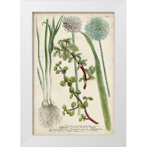 Allium White Modern Wood Framed Art Print by Weinmann