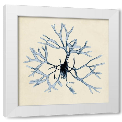 Coastal Seaweed II White Modern Wood Framed Art Print by Vision Studio