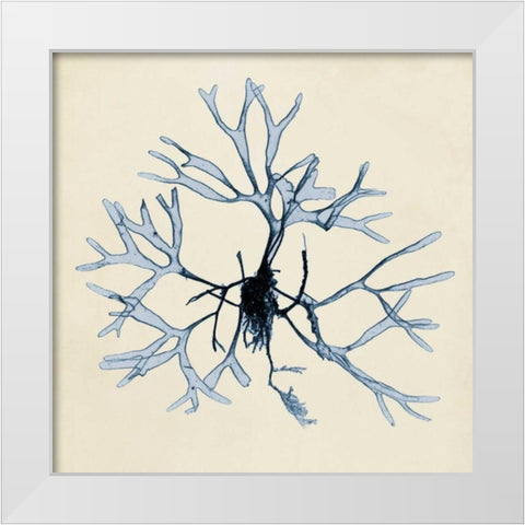 Coastal Seaweed II White Modern Wood Framed Art Print by Vision Studio