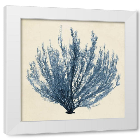 Coastal Seaweed III White Modern Wood Framed Art Print by Vision Studio