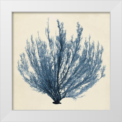 Coastal Seaweed III White Modern Wood Framed Art Print by Vision Studio